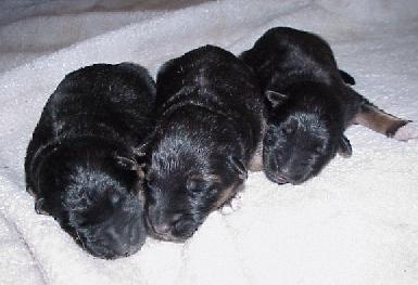 Zola's pups