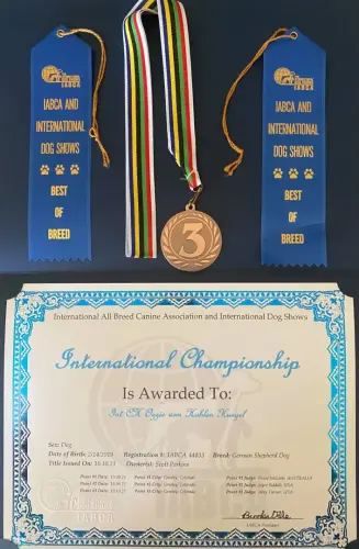 BRAGS - Ozzie International CH