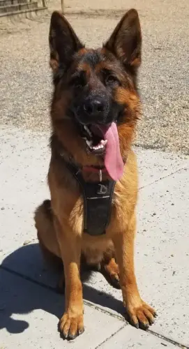 BRAGS - Rocky SAR candidate