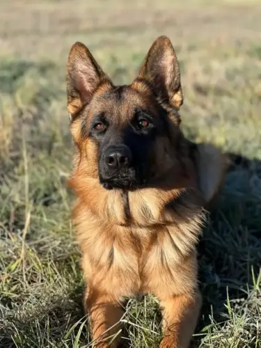 BRAGS - Xandro aka Bauer CGC handsome