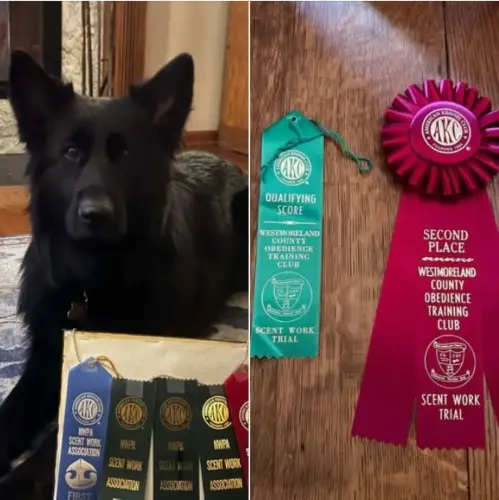 Brags - Elsa v hohlen Huegel scent titles
