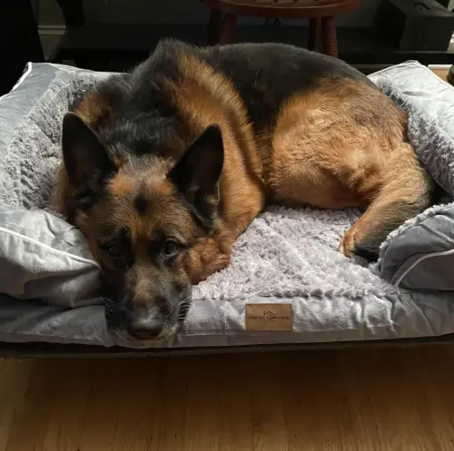 DDS-Bodi bed