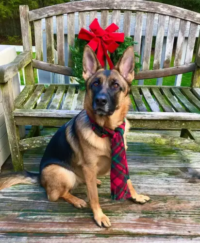 DDS Christmas Emma