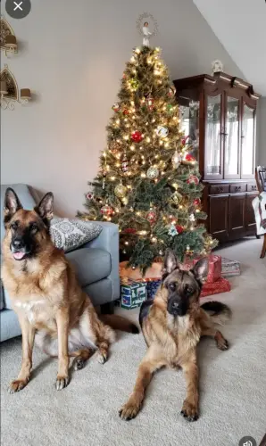 DDS Christmas Memphis and Morgan