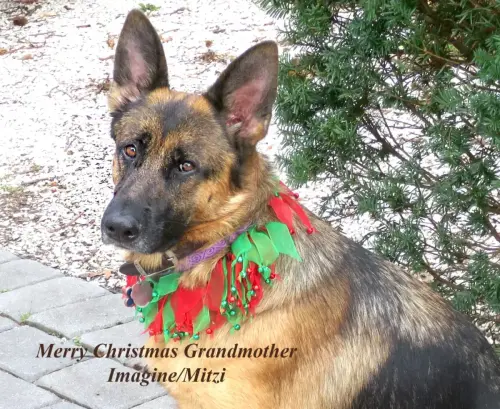 DDS Christmas Mitzi