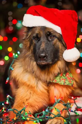 DDS Christmas long coat