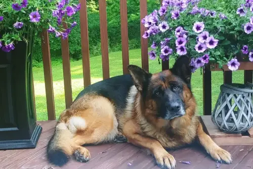DDS Jeter petunias