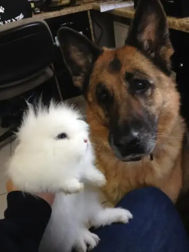 DDS - Jule and Bunny