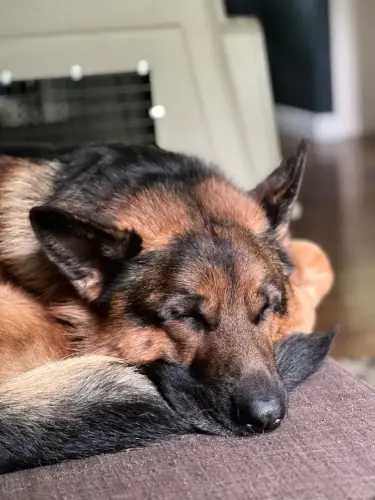 DDS Nina's Grand naptime