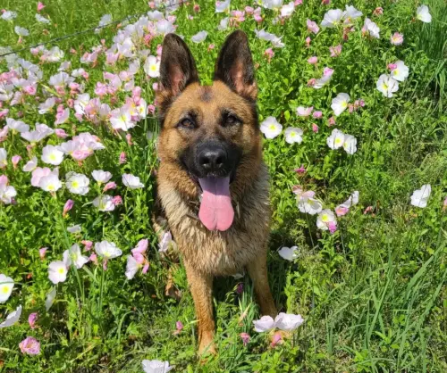 DDS Oura in flowers