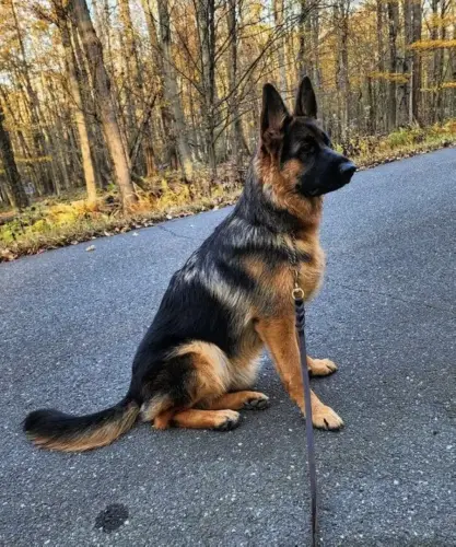 DDS - Purple Girl Serenade aka Maeve 7 mos