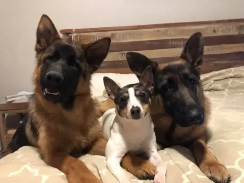 DDS - Stovan, Mochi, River
