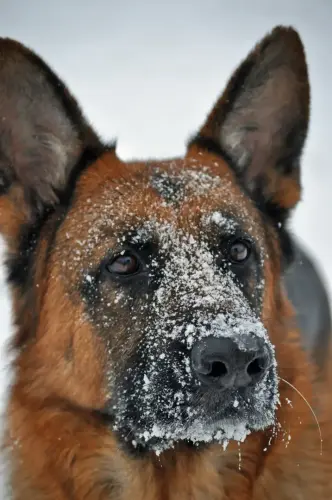 DDS- Tyle in winter