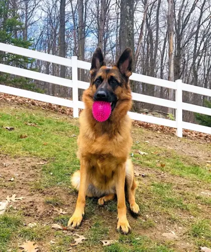 DDS ballplay