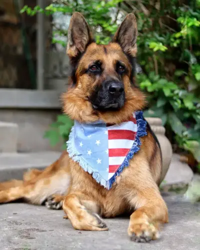 DDS- patriot