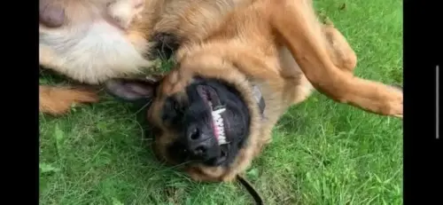 DDS- silliness