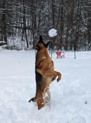 DDS - snowballs