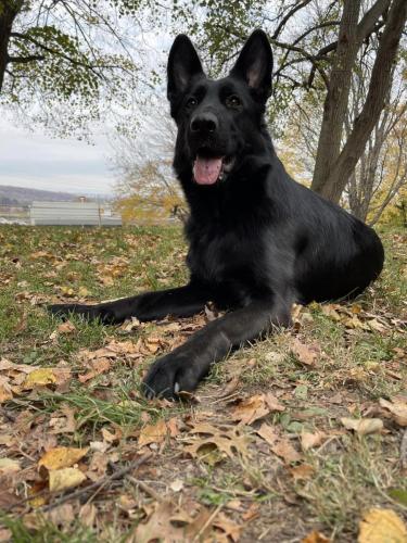 Gemma