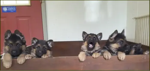 PUPPIES - NebulaXCimbo