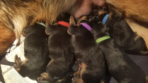 Puppies 2018-02-11 14.13.26