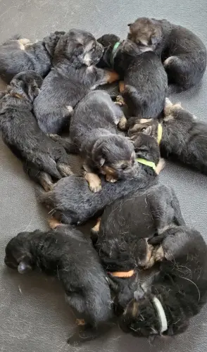Puppies 2020-02-24 15.56.19