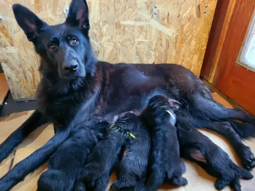 Puppies 2021-11-12 15.13.11