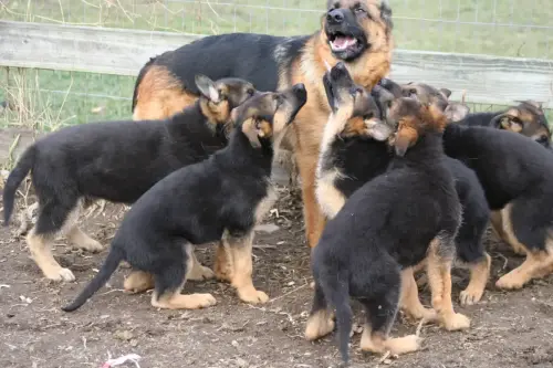 Puppies - Aunty Ella
