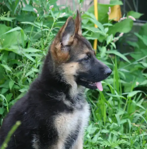 Puppies Bree X Stano Caron sweet profile trimmed