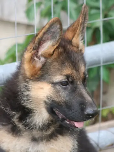 Puppies Bree_X_Stano_Caron_Puppy_portrait_3