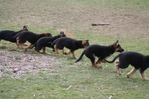Puppies - Brianne x Stano lineup