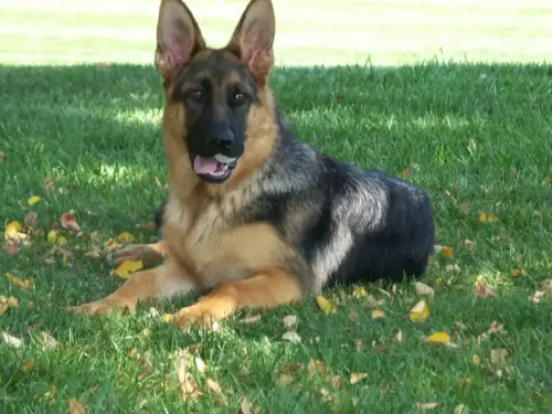 Puppies - Brianne x Stano