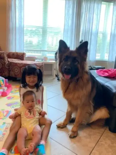 Puppies Chu w children