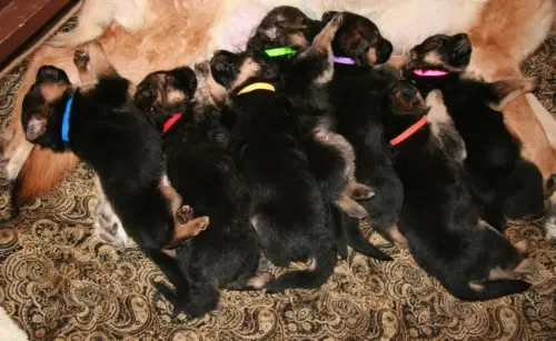 Puppies - Cimbo x Sitara