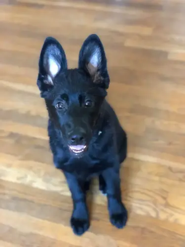 Puppies Coraline 3 mos