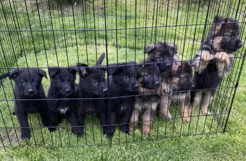 Puppies - Dakota x Phamtom