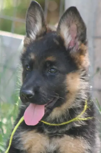 Puppies Ella X Stano IMG_5729_trimmed
