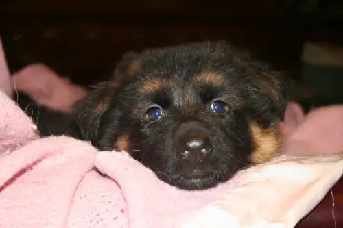 Puppies Ella x Stano fuzzy closeup