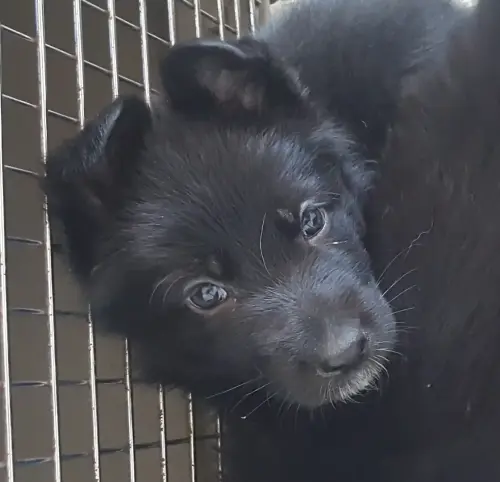 Puppies Exie x Shogen - Dk Blue boy 2018-03-19 15.03.46