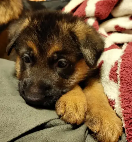 Puppies Face Closeup 5 wks