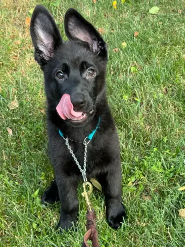 Puppies Green boy Allwine