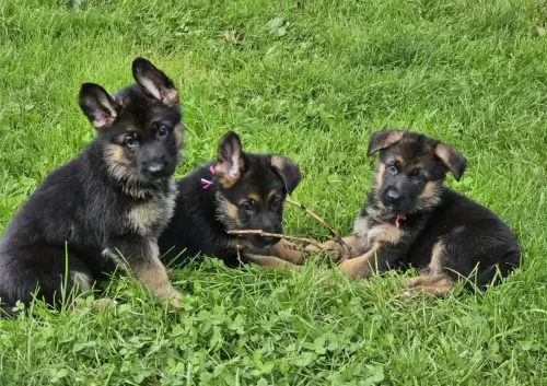 Puppies Harper 6 weeks 2023-09-18 16.31.30 (59)