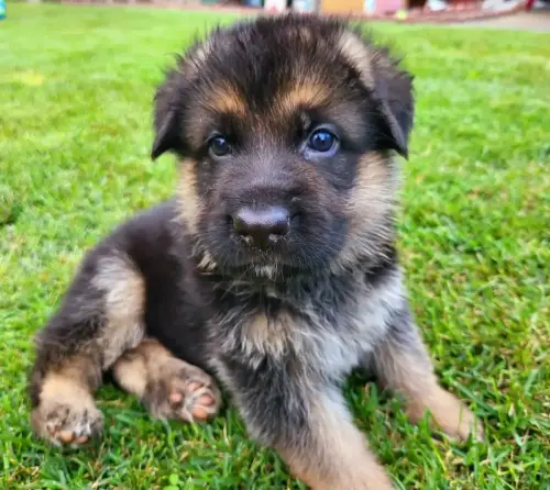 Puppies - Harper x Xantozzi