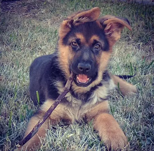 Puppies Henrik puppy chew stick