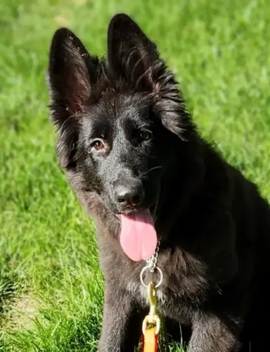 Puppies - Hex 3 mos