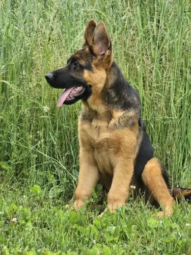 Puppies - Kahl (2)