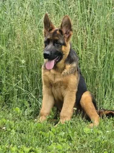 Puppies - Kahl