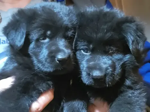 Puppies Kanza x Ando pups 2021-11-28 01.20.28