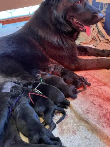 Puppies - Laredo newborns