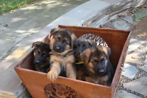 Puppies - Lilly x Ando
