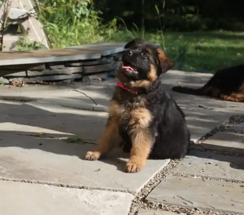 Puppies - Lilly x Ando Rose long stock IMG_4173